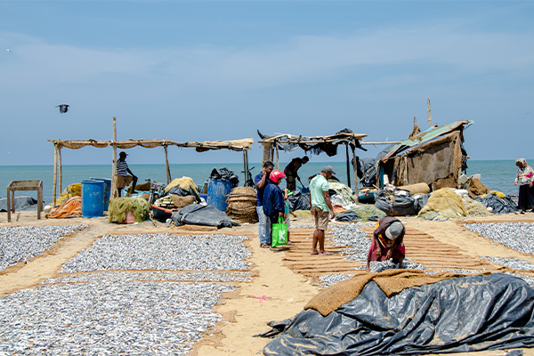 Negombo Lagoon and Stilt Fishermen