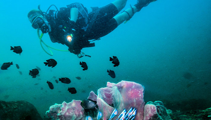 Hikkaduwa snorkeling, coral garden exploration, evening sandcastle competition